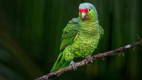 Vibrant Parrot Perched on a Branch wallpaper