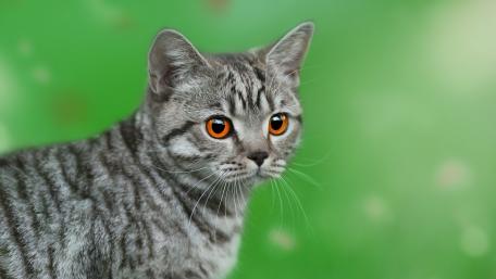 Captivating Silver Tabby Cat Portrait wallpaper