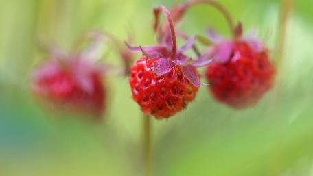 Vibrant Strawberries in Nature's Embrace wallpaper