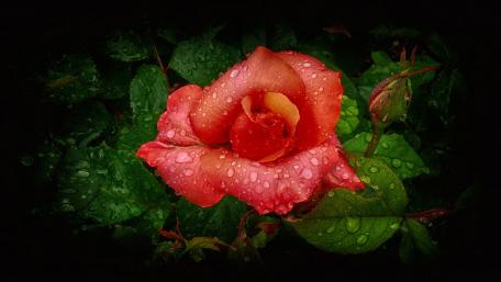 Vibrant Rose with Dewdrops on Petals wallpaper