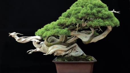 Serene Beauty of a Bonsai Tree wallpaper