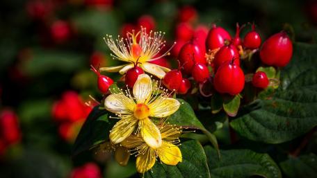 Vibrant Floral Harmony in Nature's Palette wallpaper