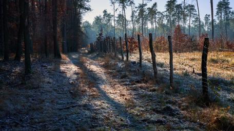 Serene Frosty Forest Pathway wallpaper