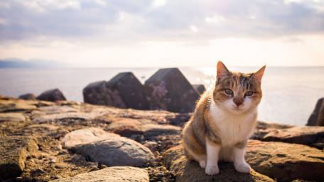 Charming Cat by the Sea Shore wallpaper