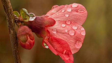 Delicate Pink Flower with Raindrops Shimmering Brightly wallpaper