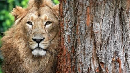 Majestic Lion in Its Natural Habitat wallpaper