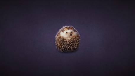 Adorable Hedgehog on a Dark Background wallpaper