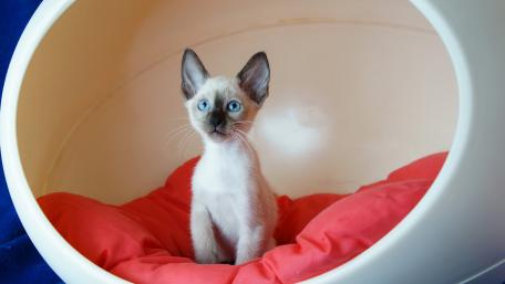 Adorable Siamese Kitten in Cozy Bed wallpaper
