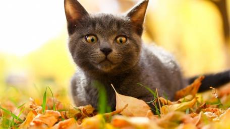 Charming Gray Cat Among Autumn Leaves wallpaper