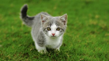 Playful Kitten on Green Grass wallpaper