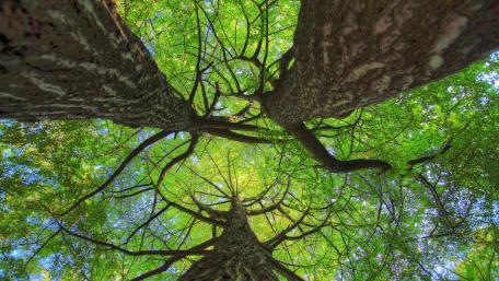 Majestic Trees Reaching for the Sky wallpaper