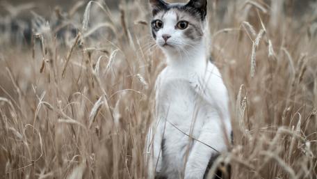 Whiskers in the Wild Grasslands wallpaper