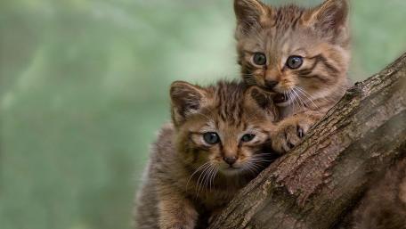 Adorable Kittens Playing in Nature wallpaper