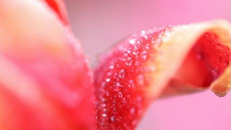 Glistening Petals with Dew Drops for Serenity wallpaper