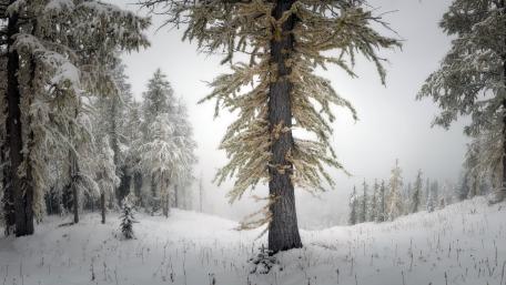 Winter Wonderland in a Serene Forest Scene wallpaper
