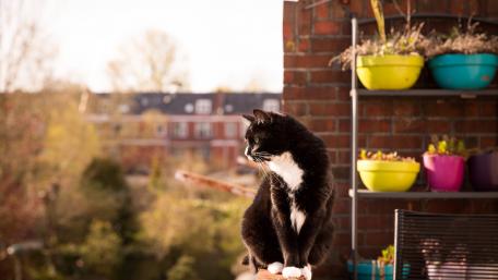 Charming Cat on a Sunlit Balcony wallpaper