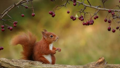Charming Squirrel Among Berries wallpaper