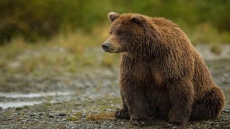 Majestic Brown Bear Relaxing in Nature wallpaper