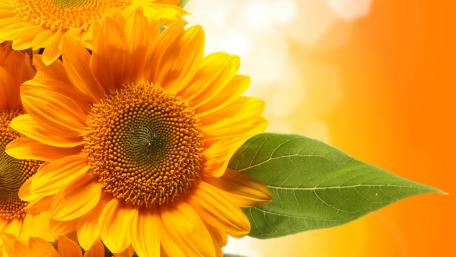 Bright and Cheerful Sunflowers Displaying Nature's Beauty wallpaper