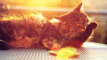 Sunlit Cat Enjoying a Calm Moment wallpaper
