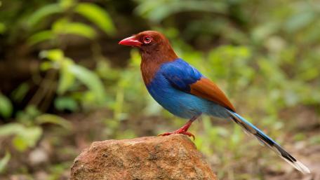 Stunning Bird in Vibrant Colors wallpaper