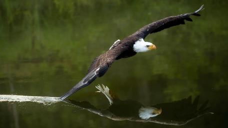 Majestic Bald Eagle in Flight Over Water wallpaper