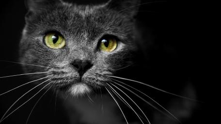 Mystical Cat with Captivating Eyes wallpaper