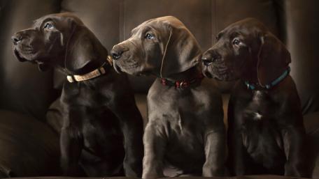 Adorable Pups Sitting Together wallpaper