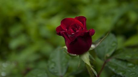 Elegant Red Rose in Nature's Embrace wallpaper