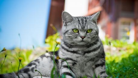 Charming Domestic Cat in Vibrant Nature Scene wallpaper