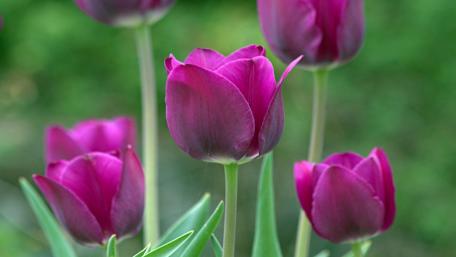 Vibrant Purple Tulips in Bloom wallpaper