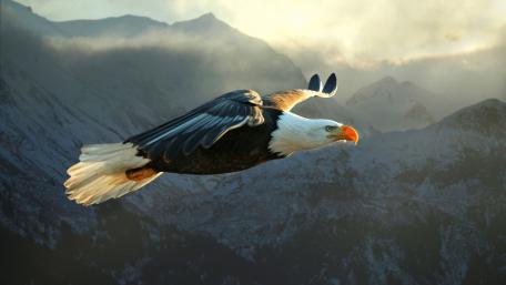 Majestic Bald Eagle in Flight Over Mountains wallpaper