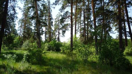 Whispers of Serenity in a Lush Forest wallpaper