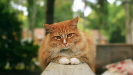 Cozy Ginger Cat Relaxing Outdoors wallpaper