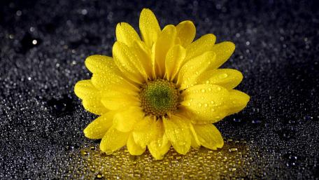 Bright Yellow Flower with Water Drops Shining wallpaper