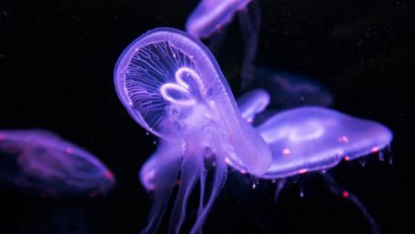 Mystical Underwater Jellyfish Dance wallpaper