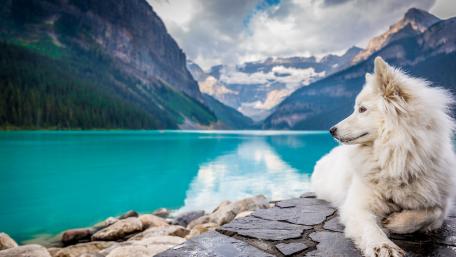 Serene White Dog in Banff National Park wallpaper