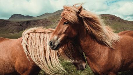 Majestic Icelandic Horses in Nature's Embrace wallpaper