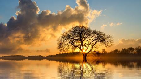 Serene Sunset Reflection of a Lone Tree wallpaper