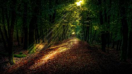 Serene Forest Pathway Bathed in Sunlight wallpaper