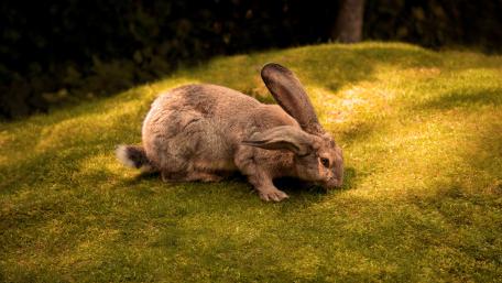 Gentle Rabbit Exploring a Green Meadow wallpaper