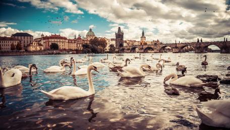 White swans on the Vltava river in Prague wallpaper