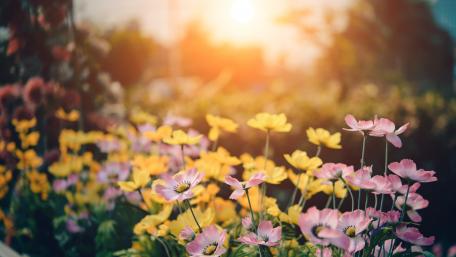 Vibrant Sunset Over Wildflowers Garden wallpaper