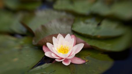Serene Waterlily in a Tranquil Pond Landscape wallpaper