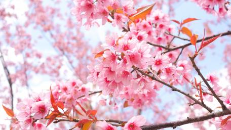 Blossoming Cherry Trees in Spring Light wallpaper