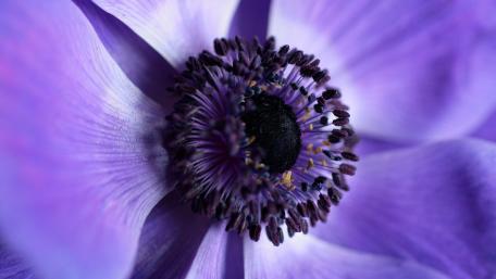 Vibrant Blue Flower in Macro Detail wallpaper