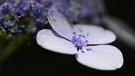 Delicate Purple Blooming Beauty wallpaper