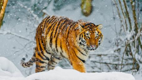 Majestic Tiger in the Snowy Wilderness wallpaper