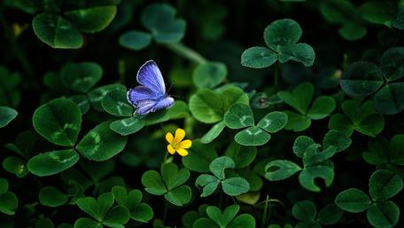 Delicate Blue Butterfly Among Clover Flowers wallpaper