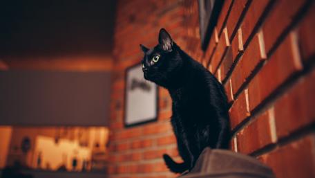 Mystical Black Cat on a Brick Wall wallpaper